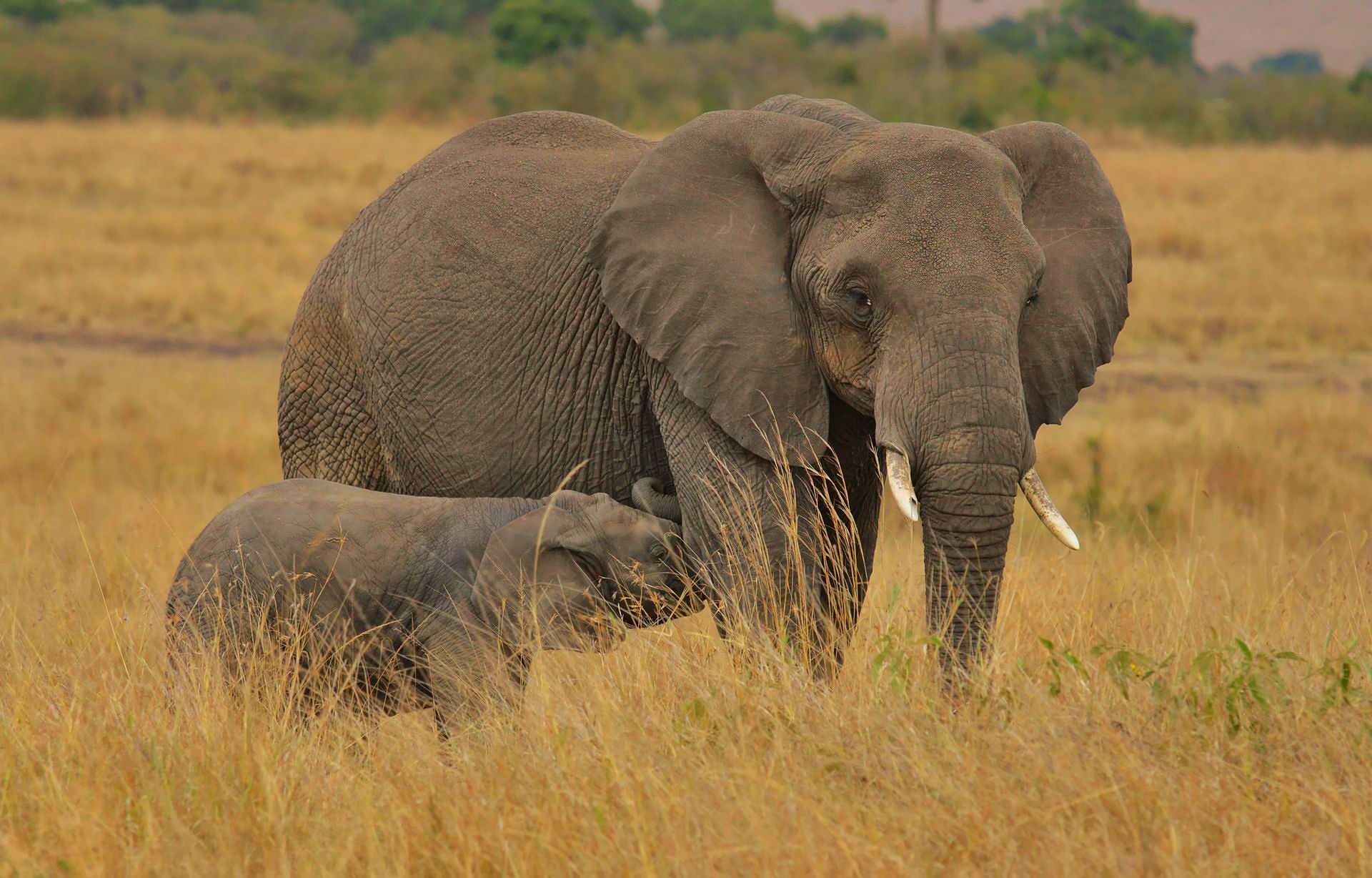 Elephant and baby Kenya safari holidays