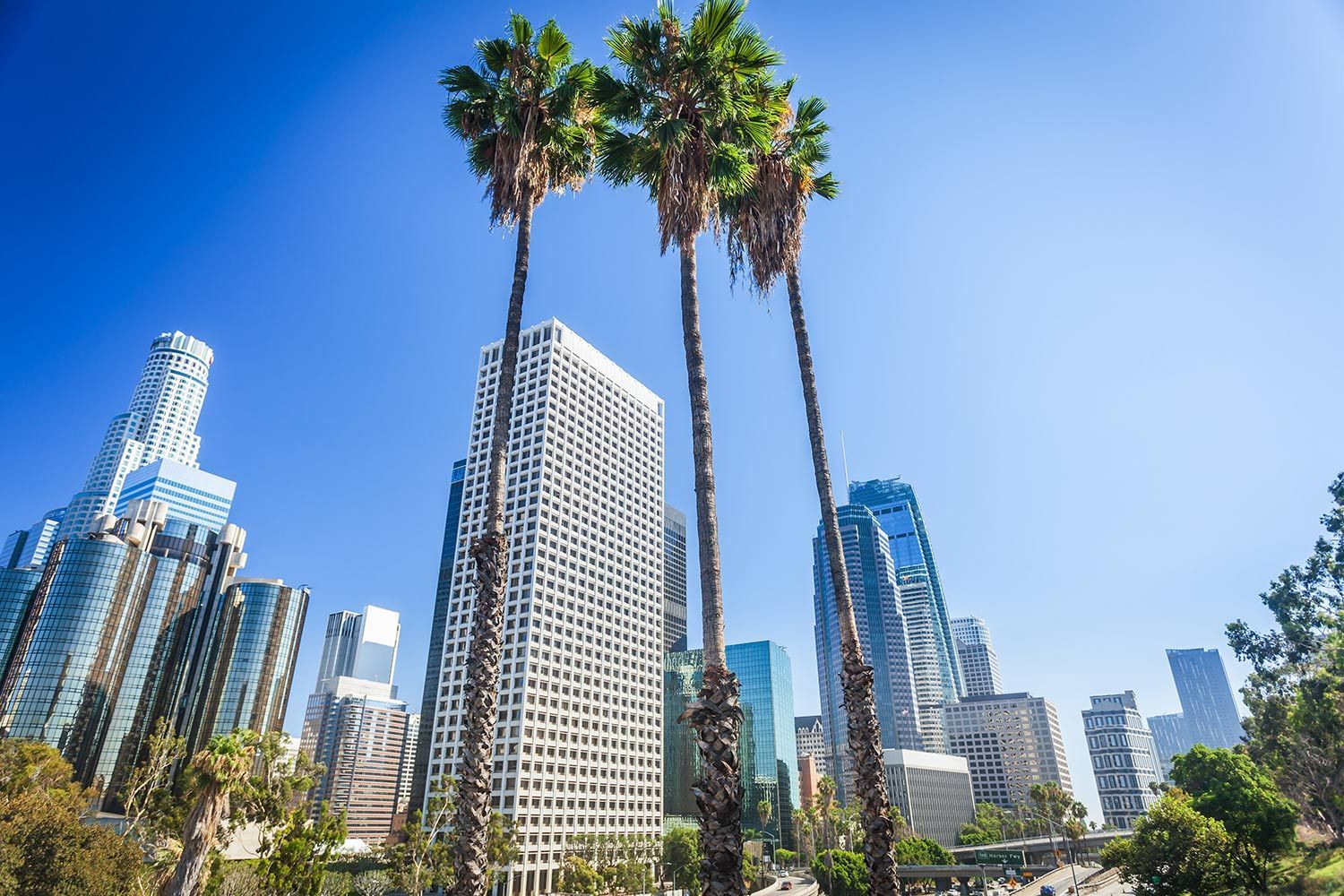 Palm trees in front of modern city skyscrapers