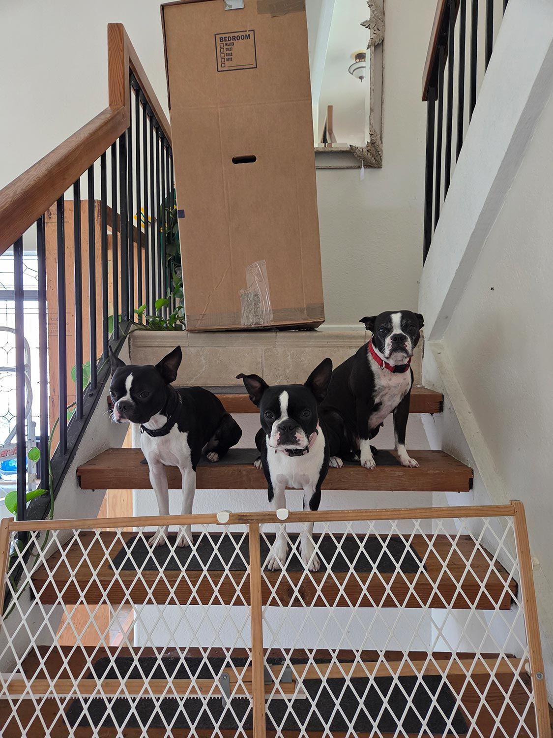Three black-and-white puppies standing on a stairway behind a baby gate