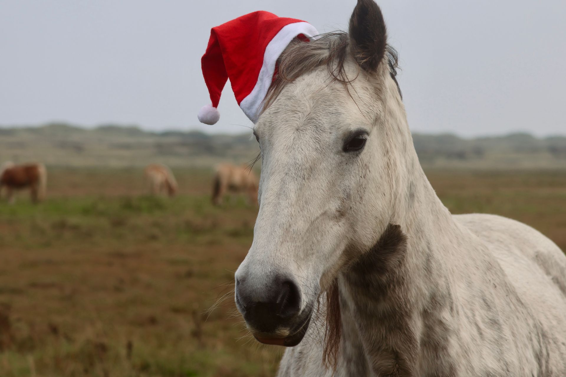 A horse wearing a santa hat is standing in a field.