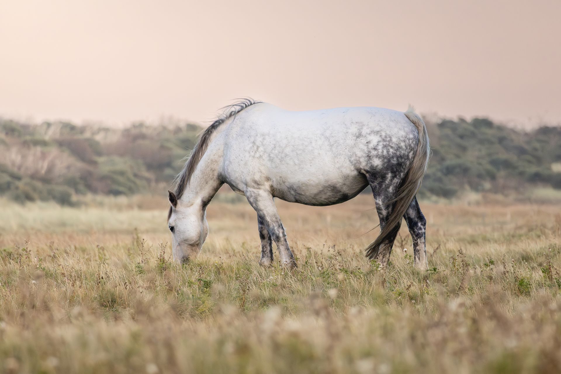Een wit paard graast in een grasveld, met op de achtergrond een wazige weergave van duinen en de lucht.