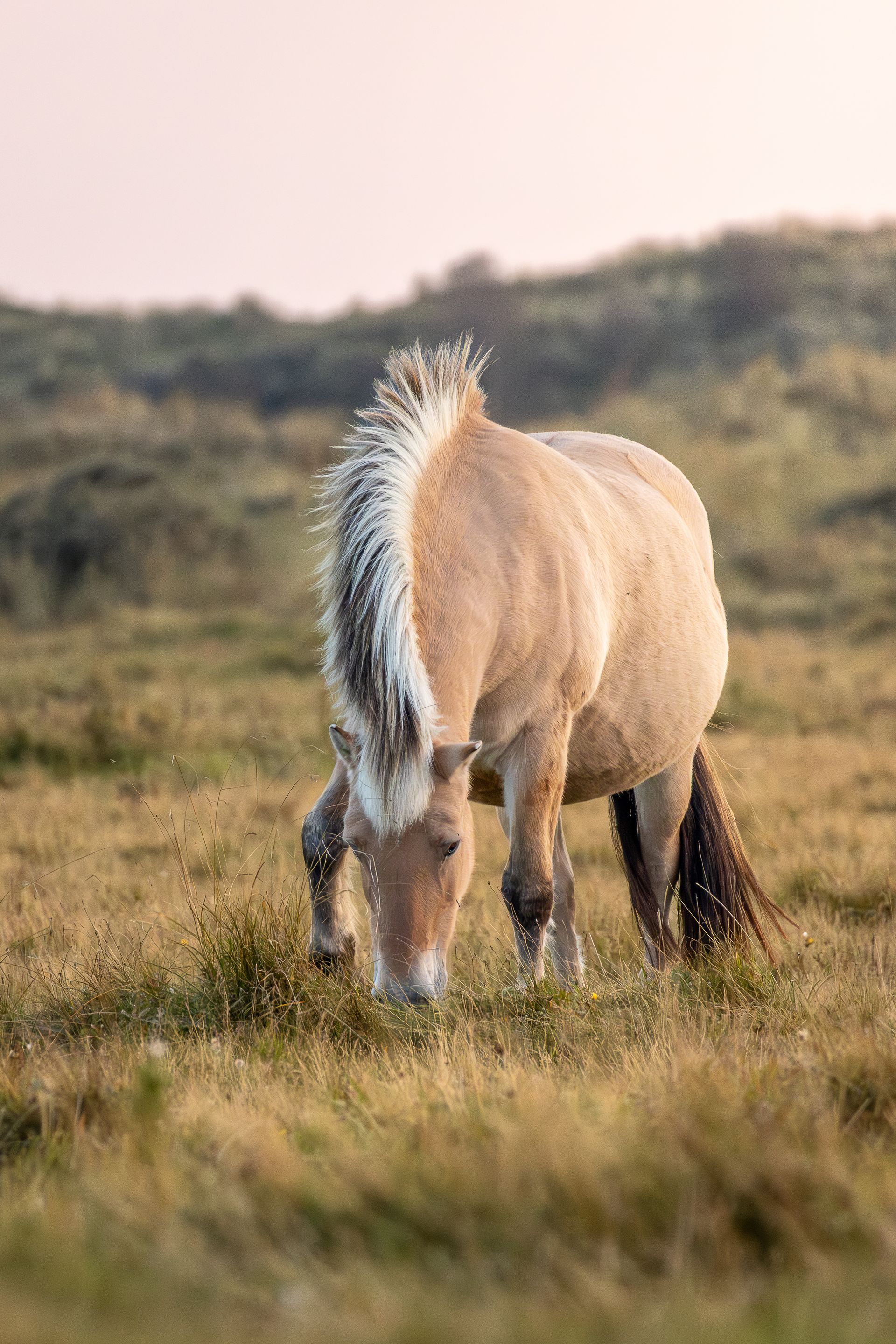 Een lichtbruin paard graast in een grasveld tegen een lichtroze hemel.