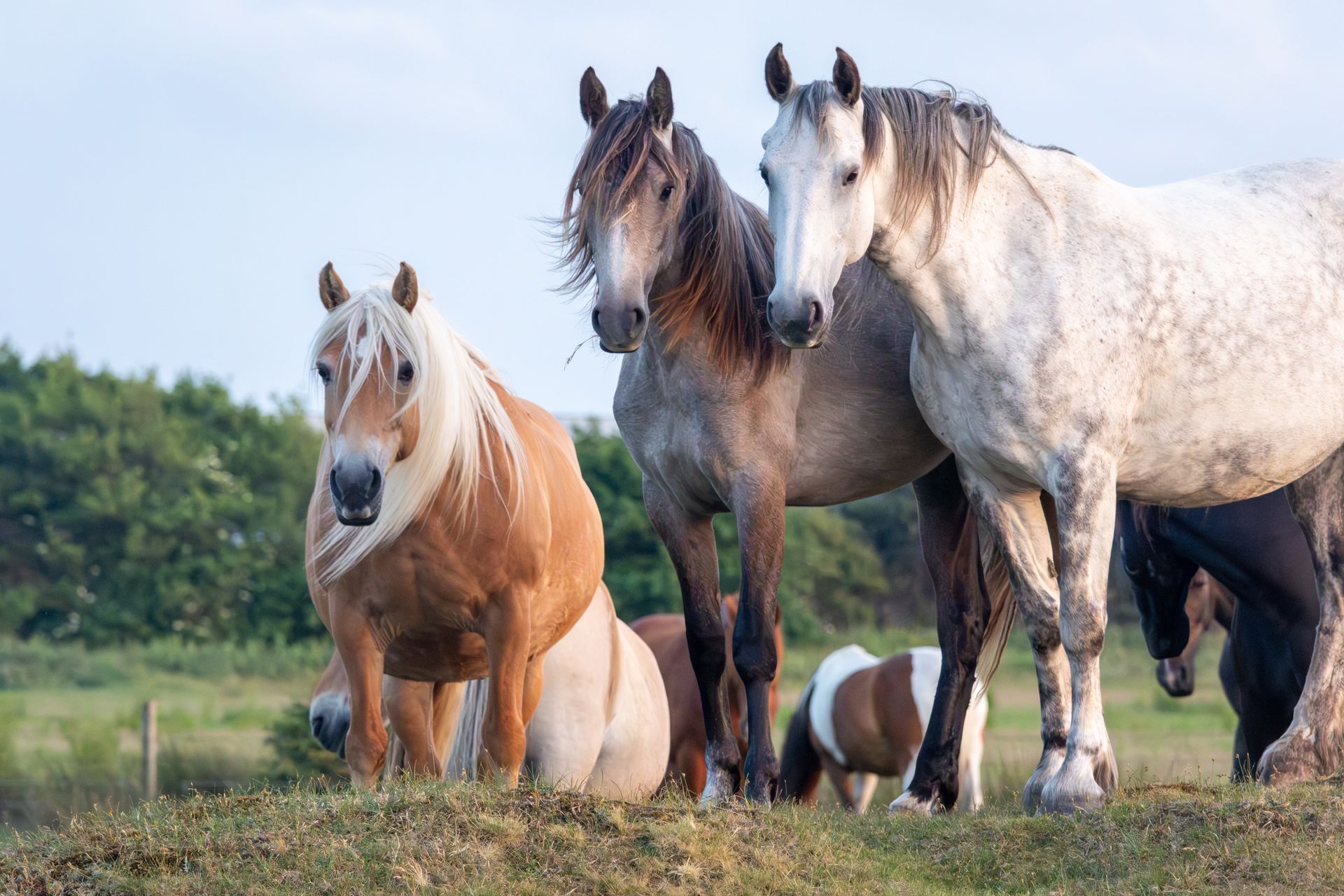 Een kudde paarden die naast elkaar in een veld staan.