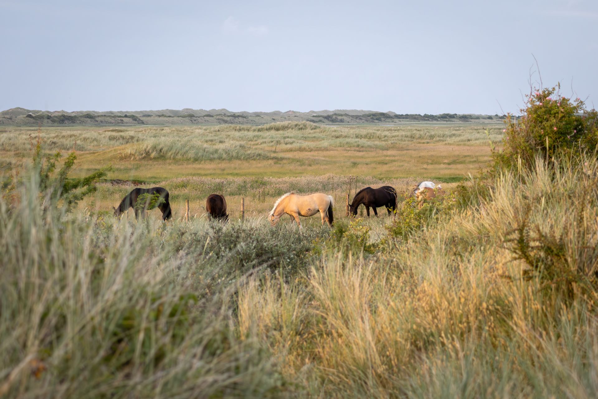 Four horses grazing in a grassy wetland under a pale sky