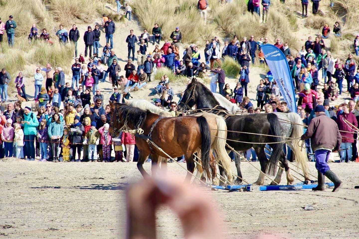 A group of horses pulling a wagon on a beach with a crowd watching.