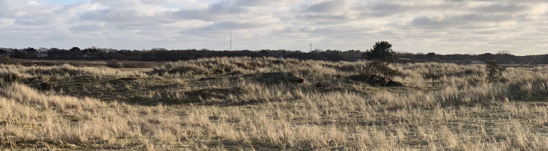 Soayschapen op Ameland Soayschapen op Ameland | Hollumer Trap | Paardrijden op het strand