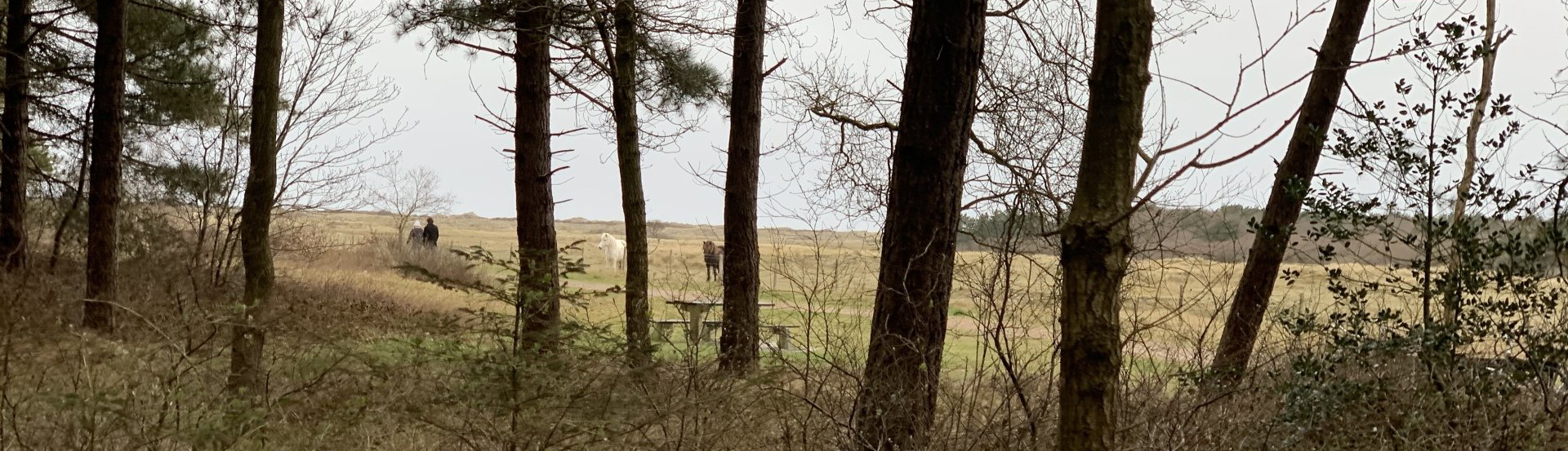 Wilde IJslander door de bomen, Ameland