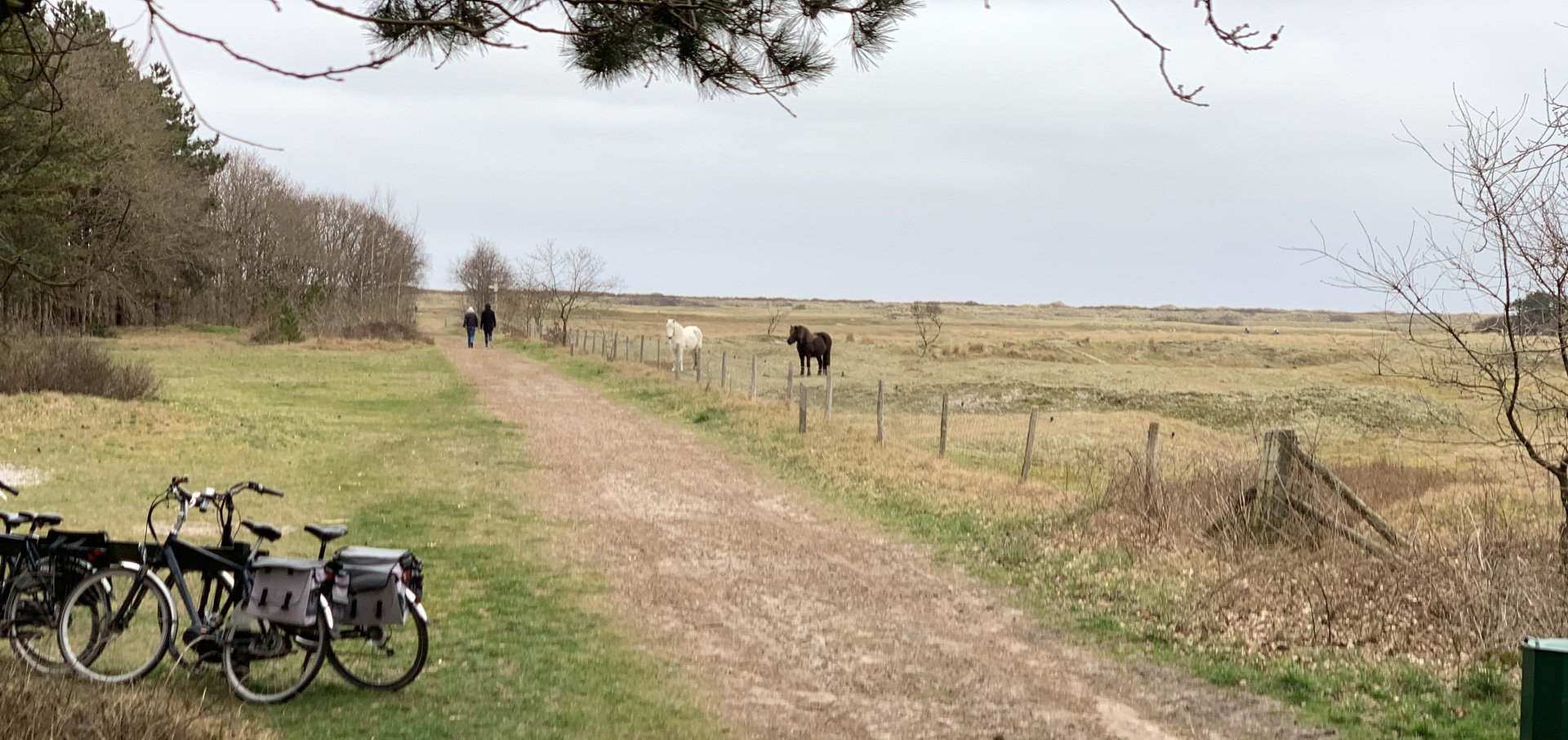 Wilde IJslandse paarden in natuurgebied Roosduinen,  Ameland