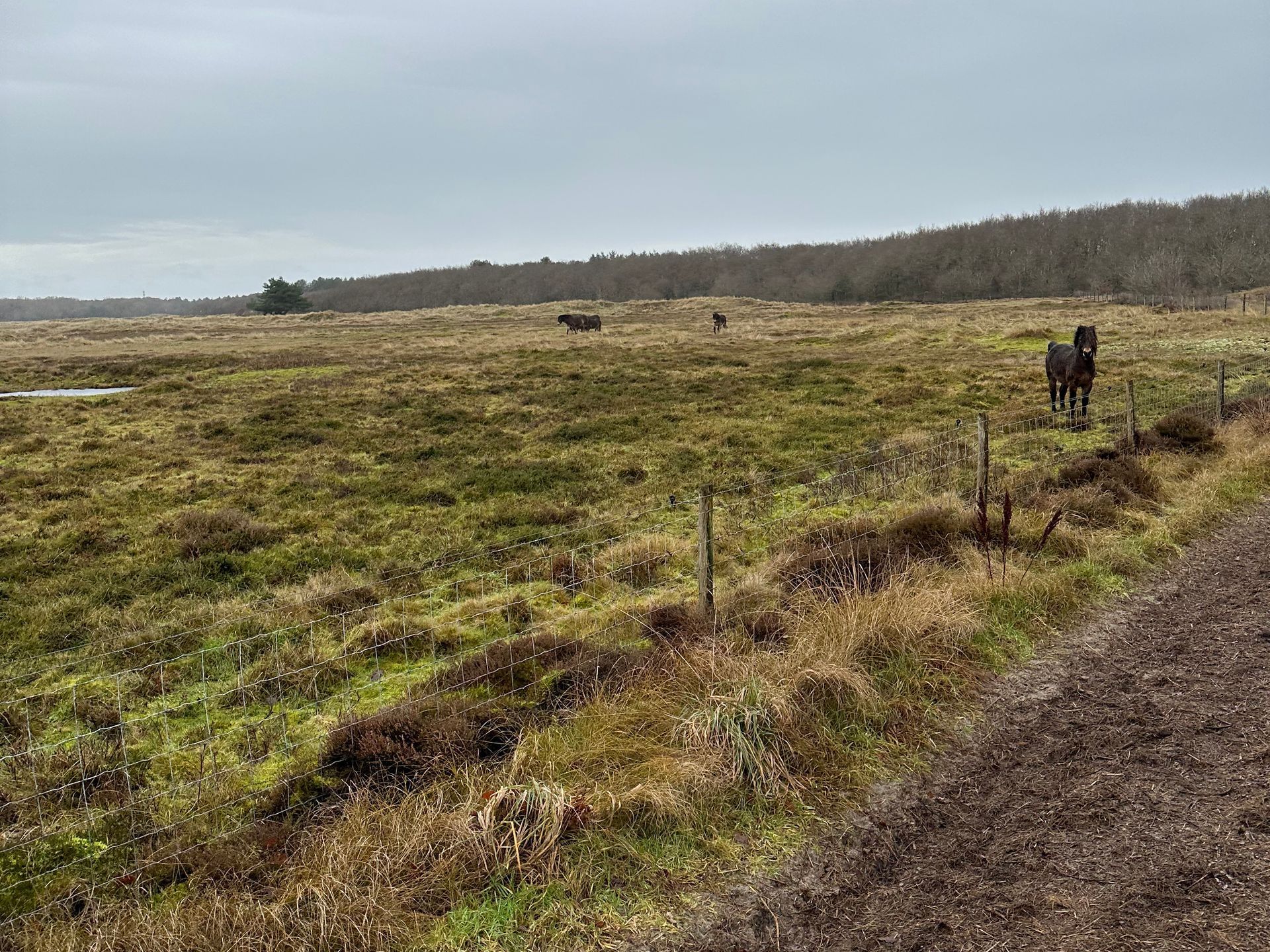 Wilde Exmoorpony op Roosduinen, Ameland
