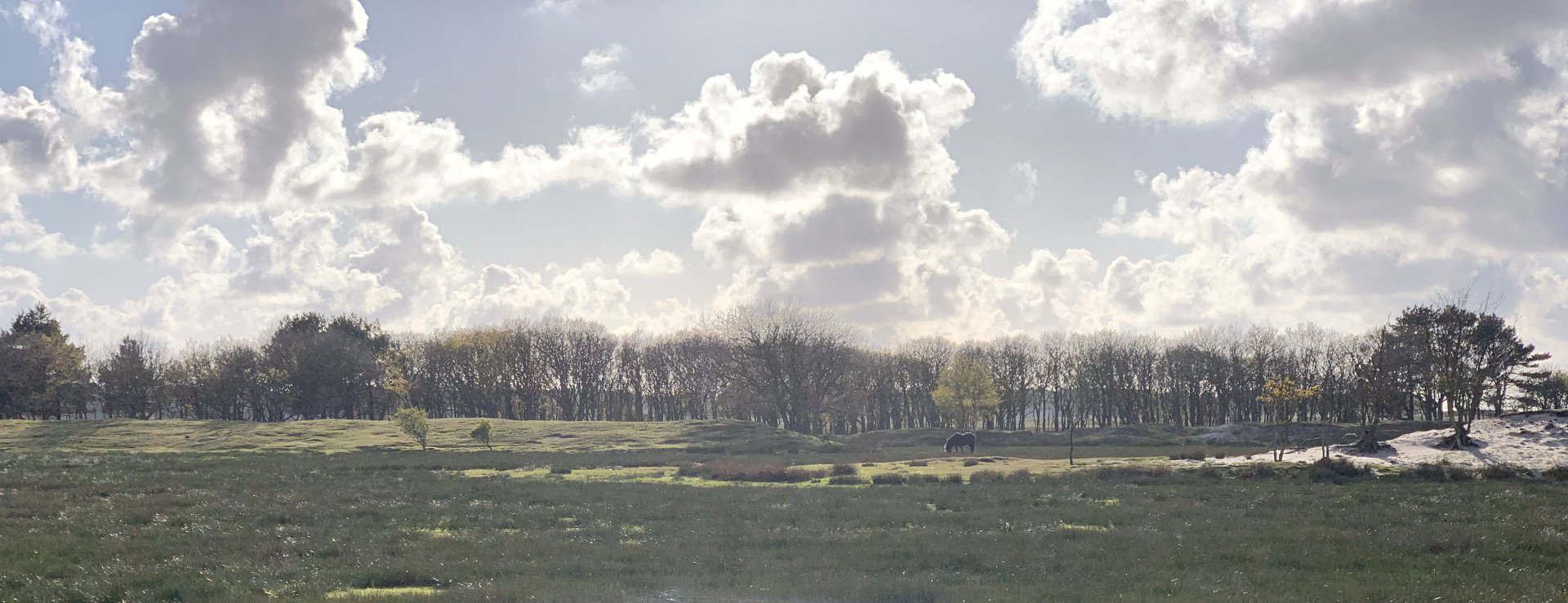 Wilde IJslandse paarden in de verte, Ameland