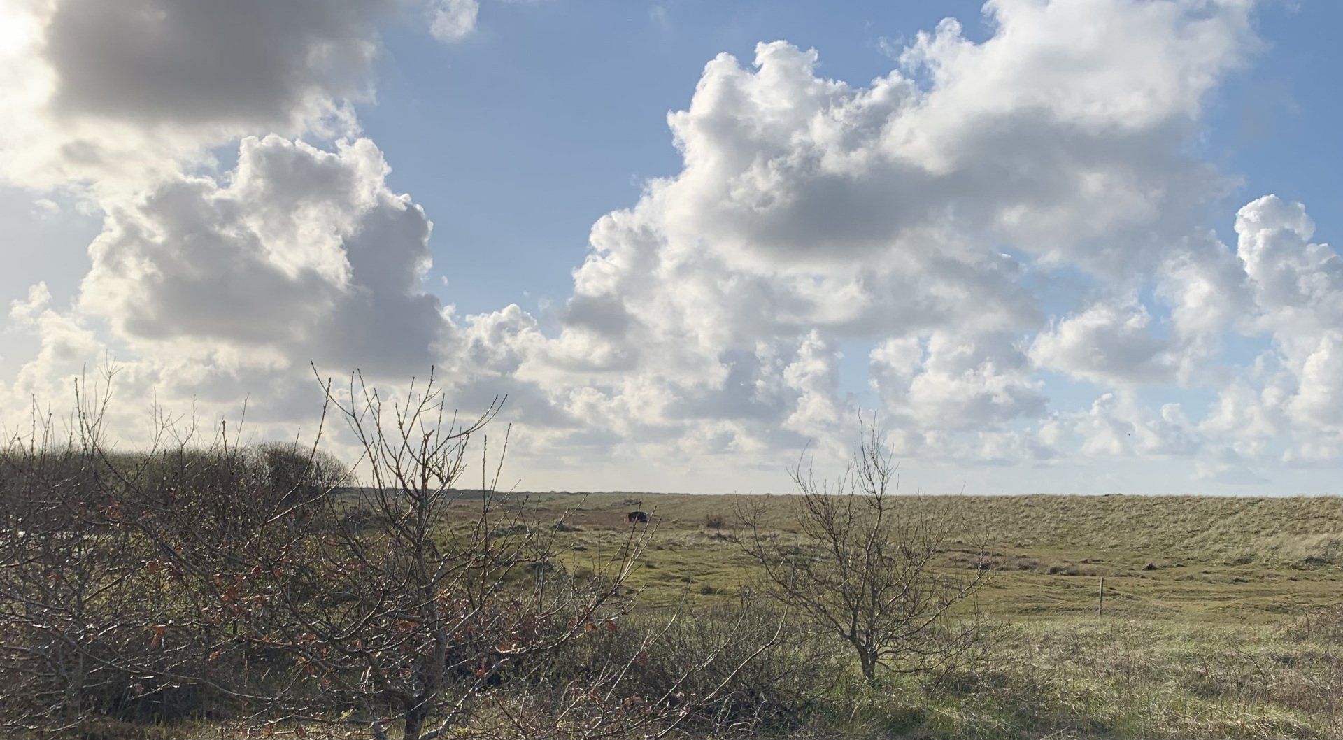 Hereford runderen Roosduinen Hereford runderen koeien Ameland Roosduinen