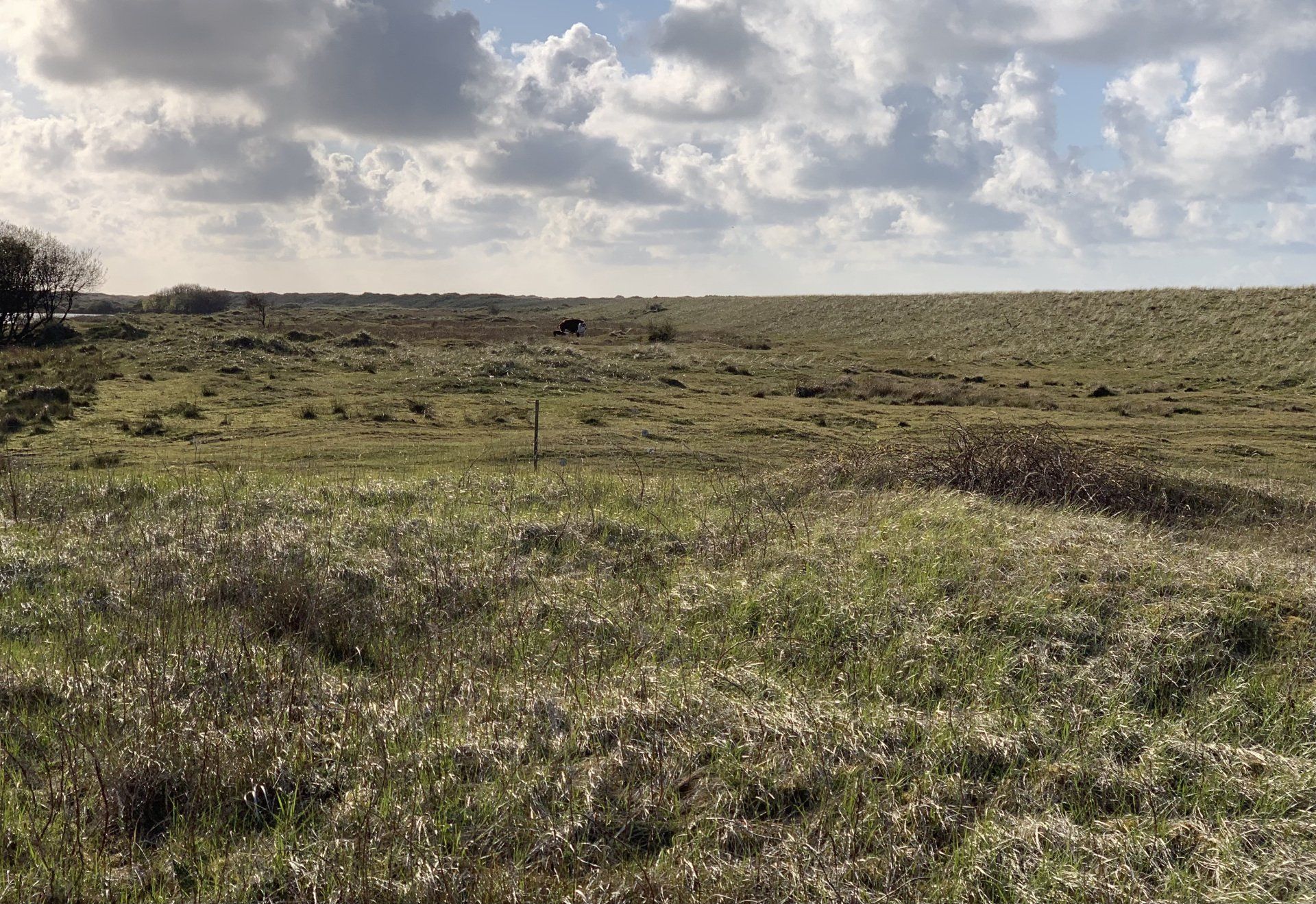 Hereford runderen koeien ameland