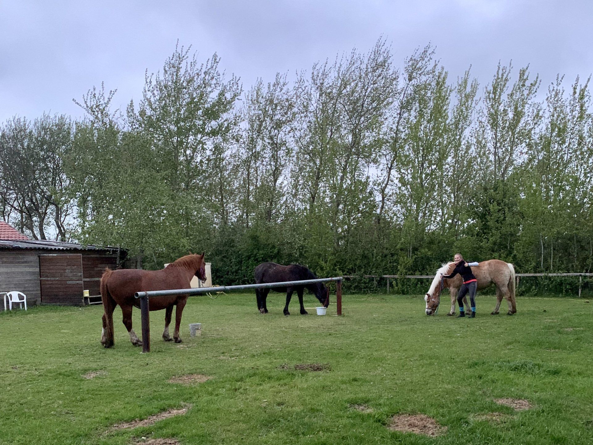 balk vastzetten paarden