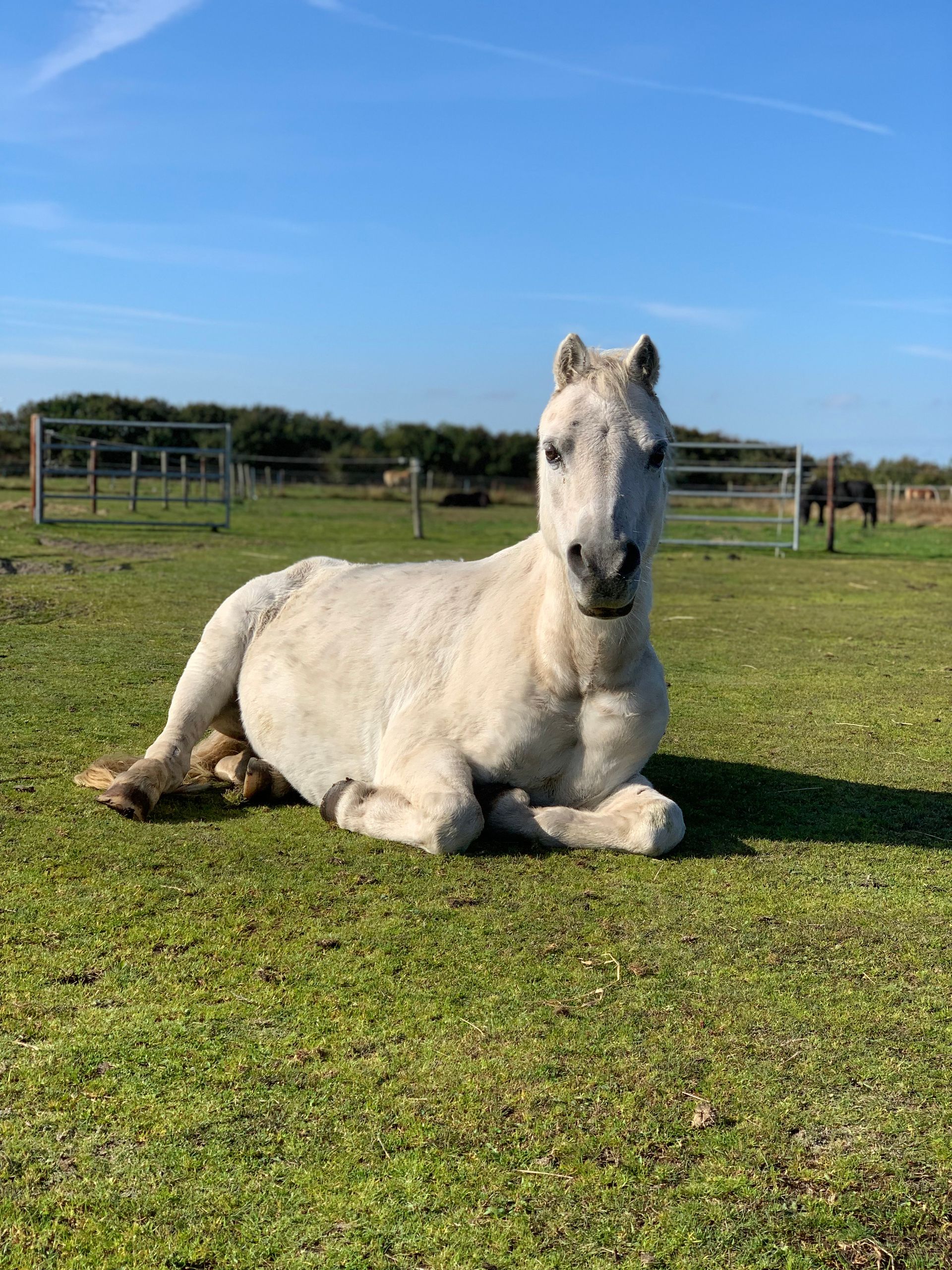 pony op de weide ameland