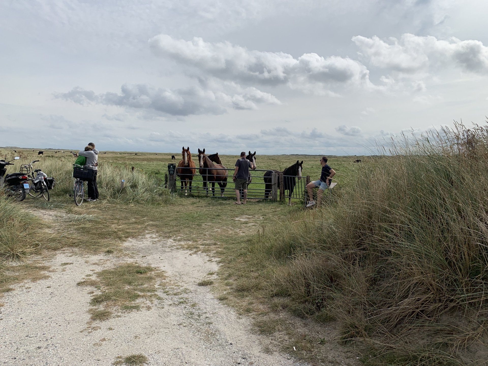 Paarden op het natuurgebied Oerd Ameland van Hollumer Trap | Paardrijden op het strand