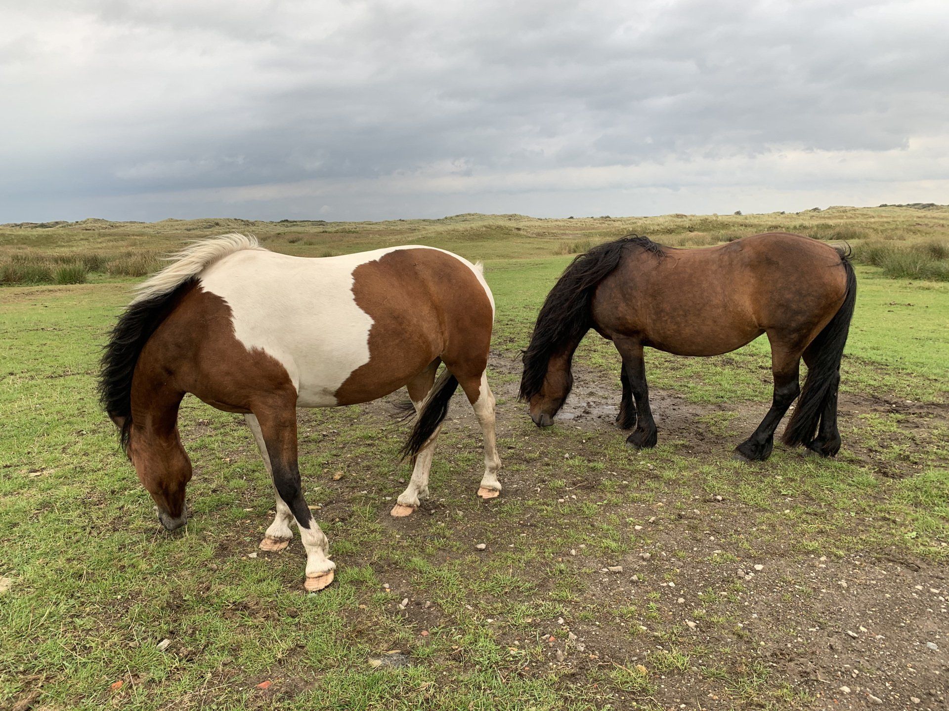 paarden op het Oerd