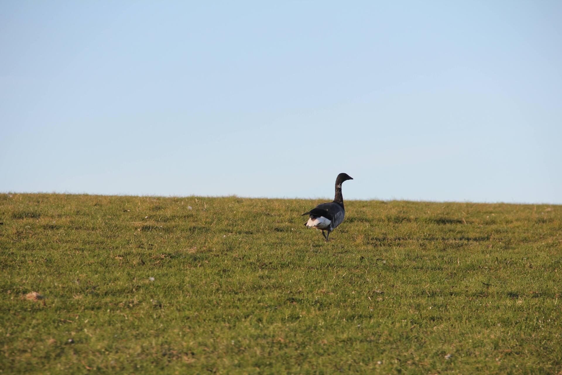 Rotgans Ameland Ballumerbocht vogels spotten