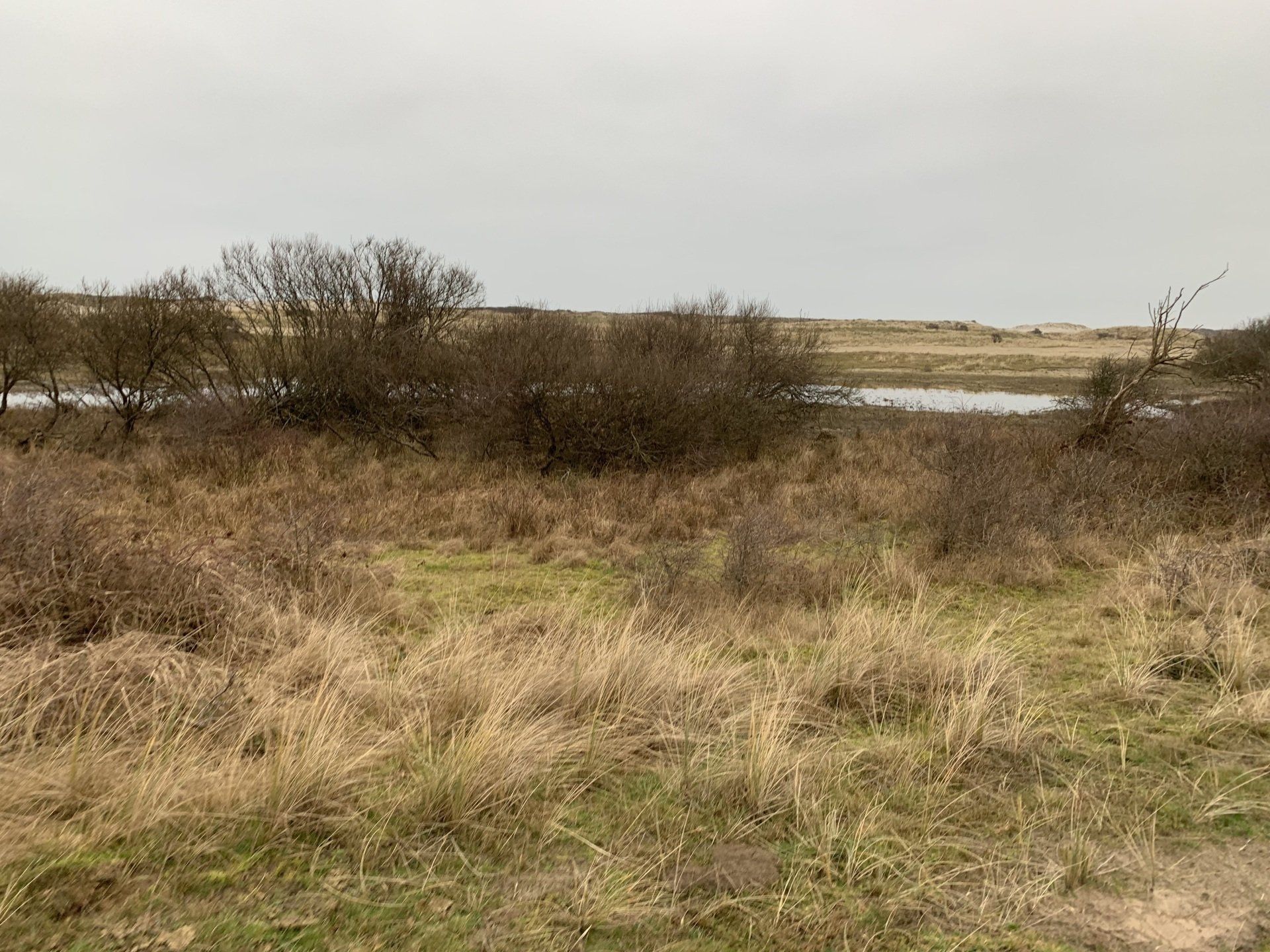 Hagadoornveld, Ameland