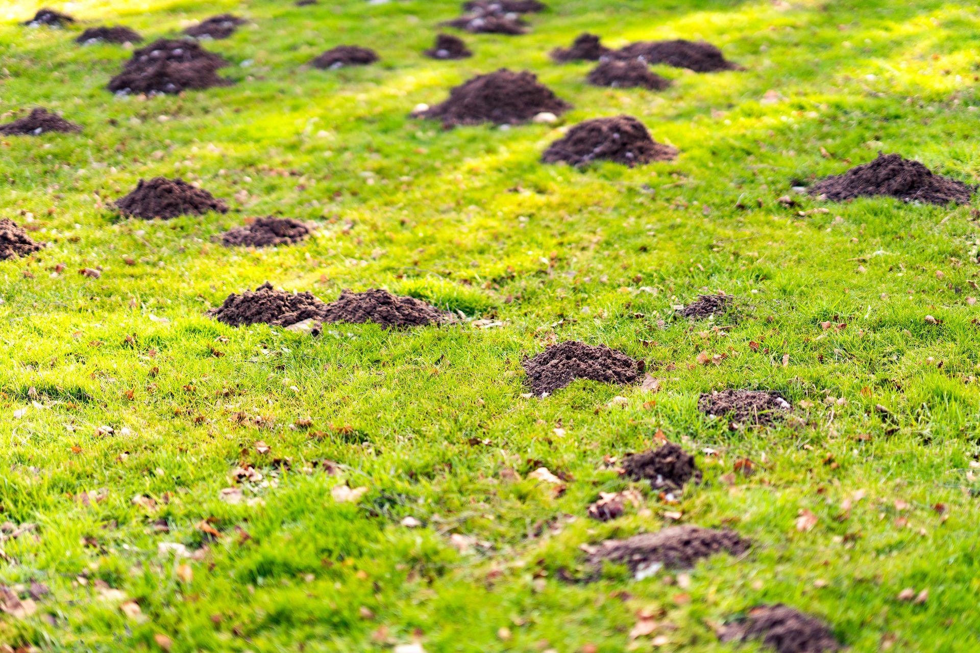 A field of grass with a lot of mole holes in it.