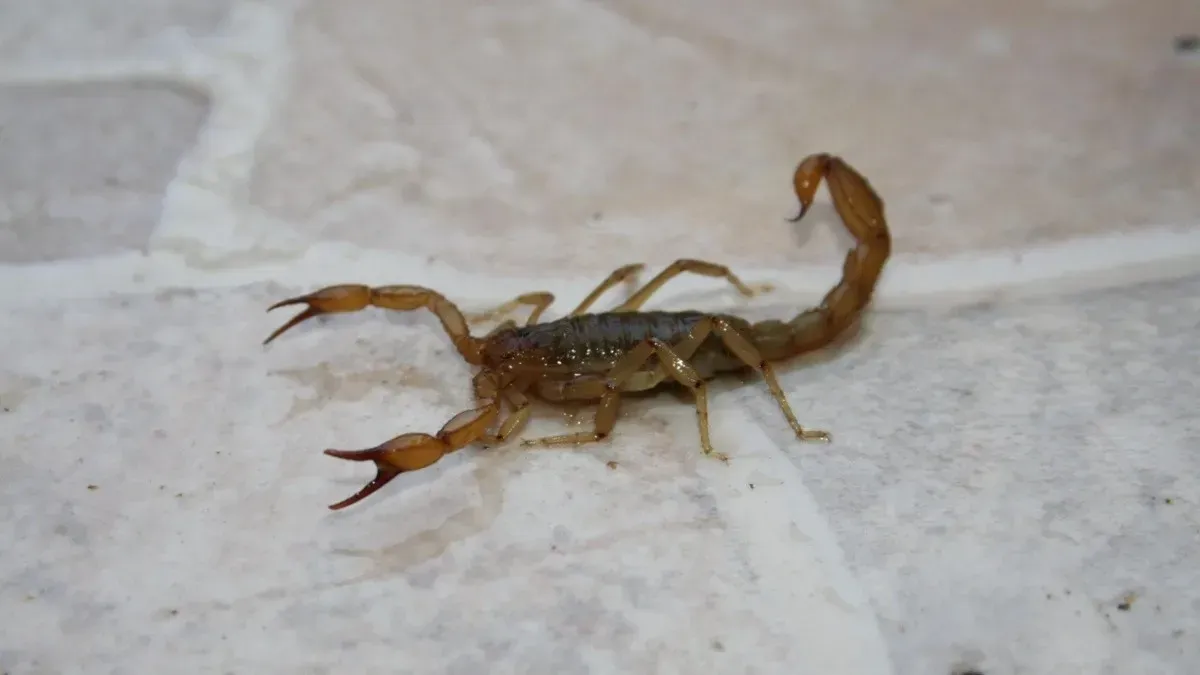 Un pequeño escorpión de color marrón claro, con pinzas delgadas y una cola enroscada,