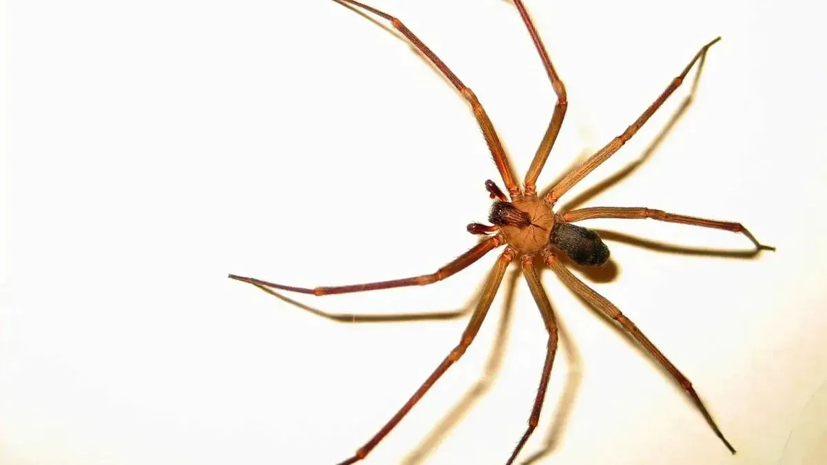 Una araña reclusa parda con patas largas y delgadas colocada sobre una superficie blanca lisa.