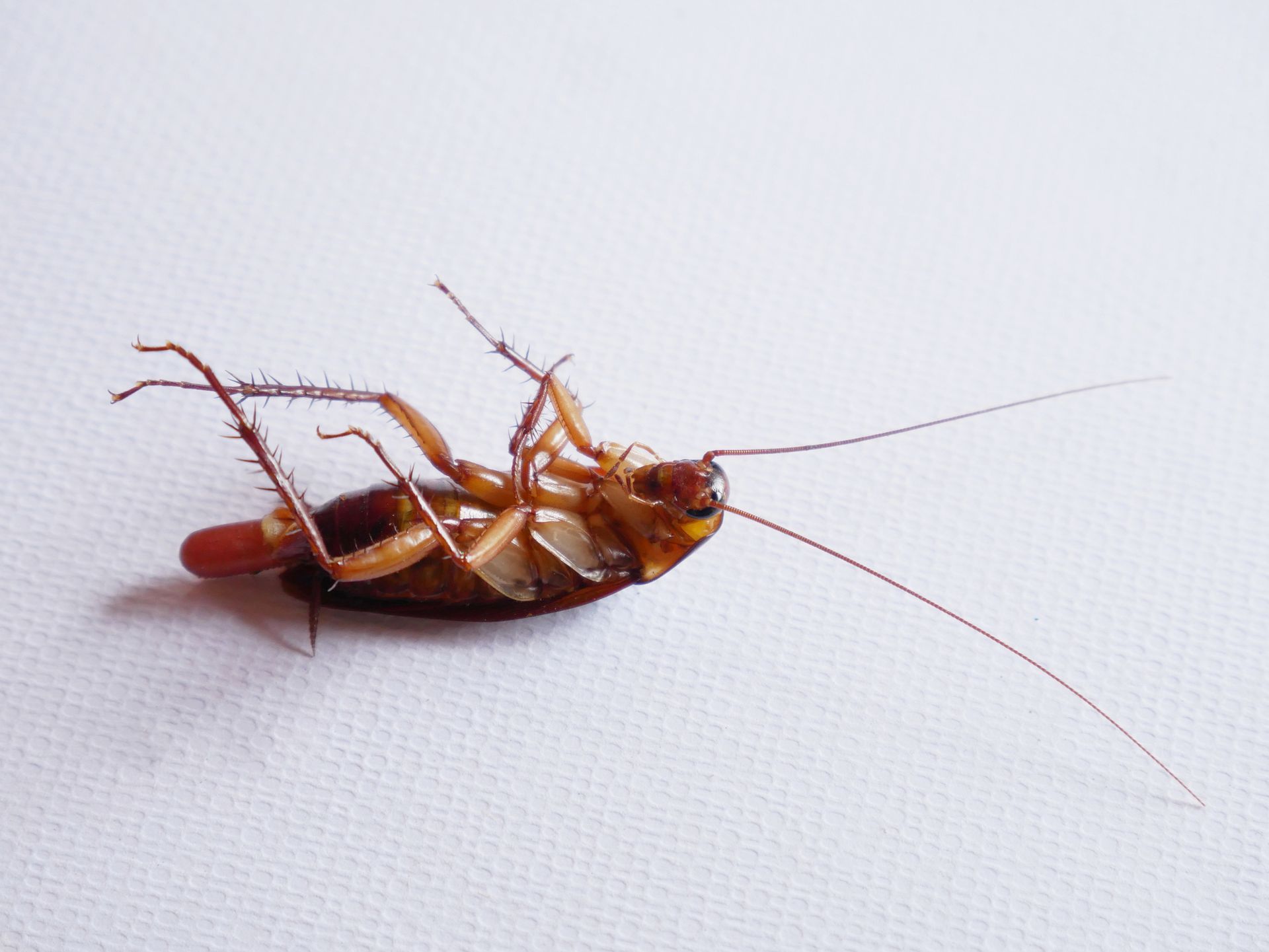 Una cucaracha yace boca arriba sobre una superficie blanca.