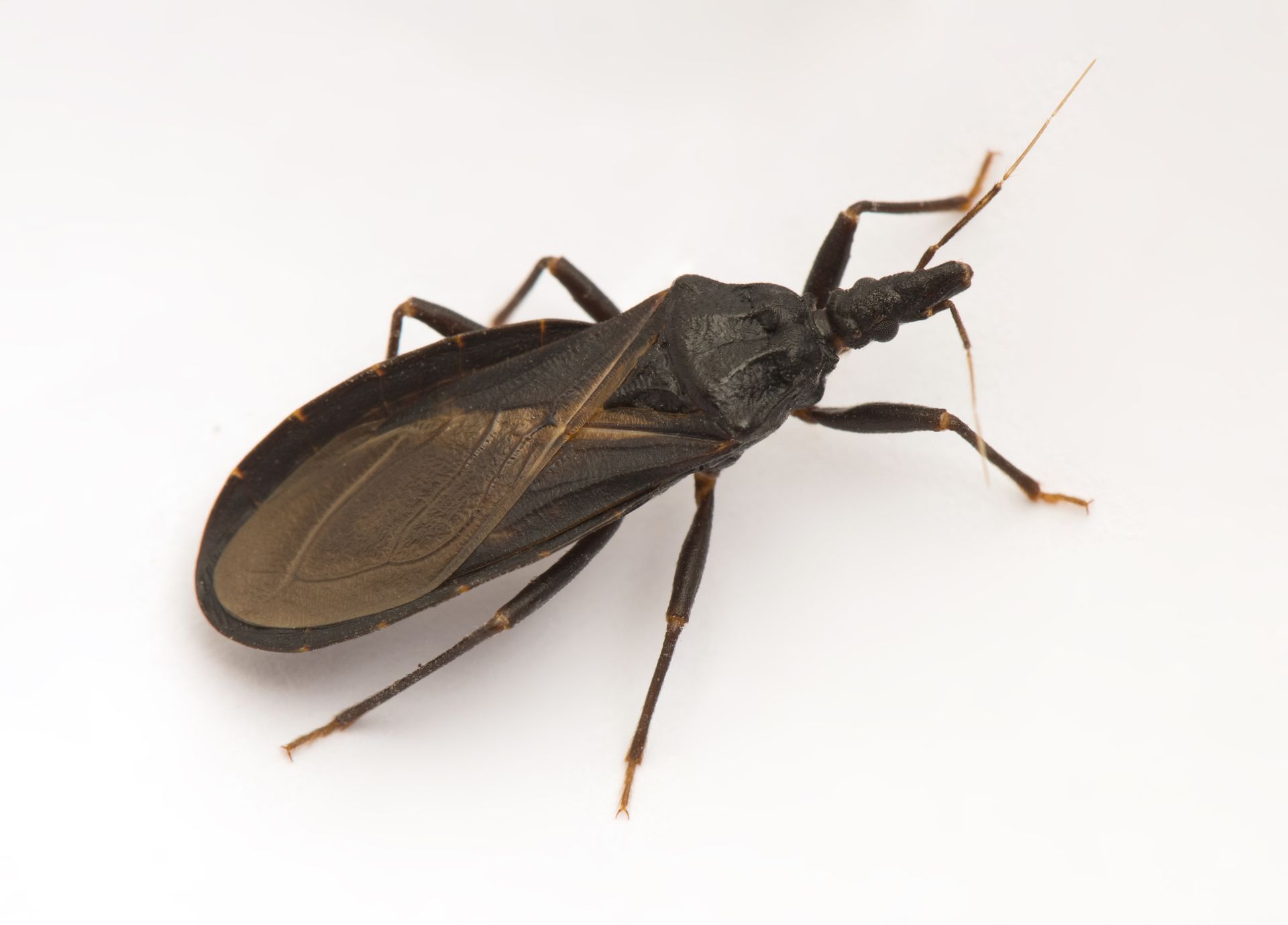 Un primer plano de un insecto negro sobre una superficie blanca.
