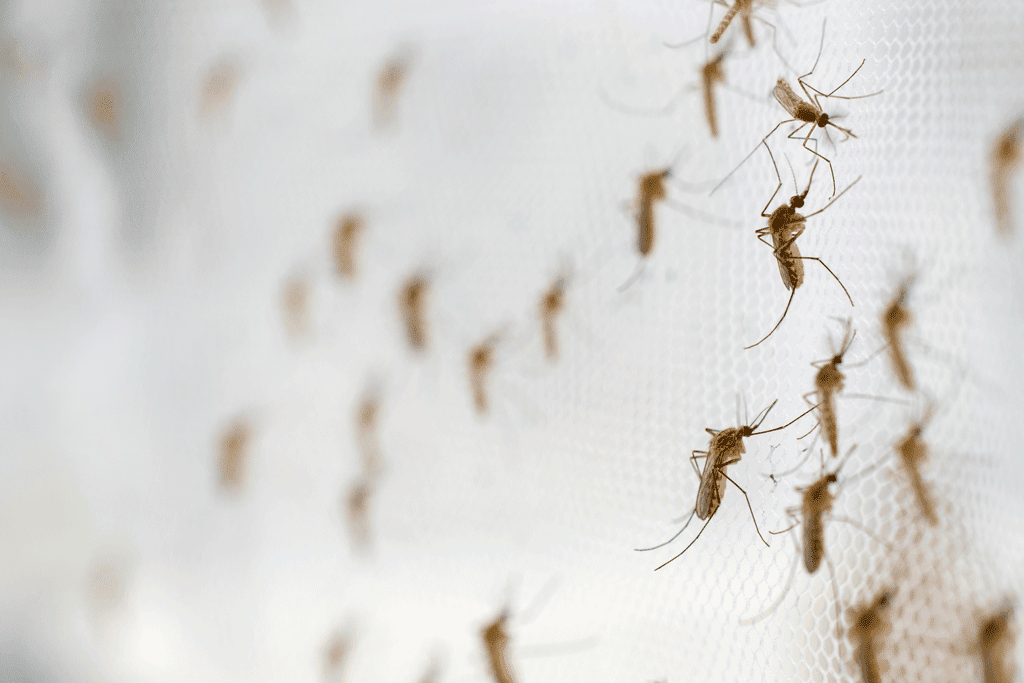 Muchos mosquitos se agruparon sobre una fina superficie de malla blanca.
