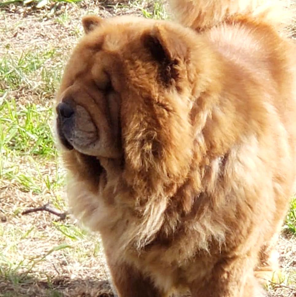 Koo Kio