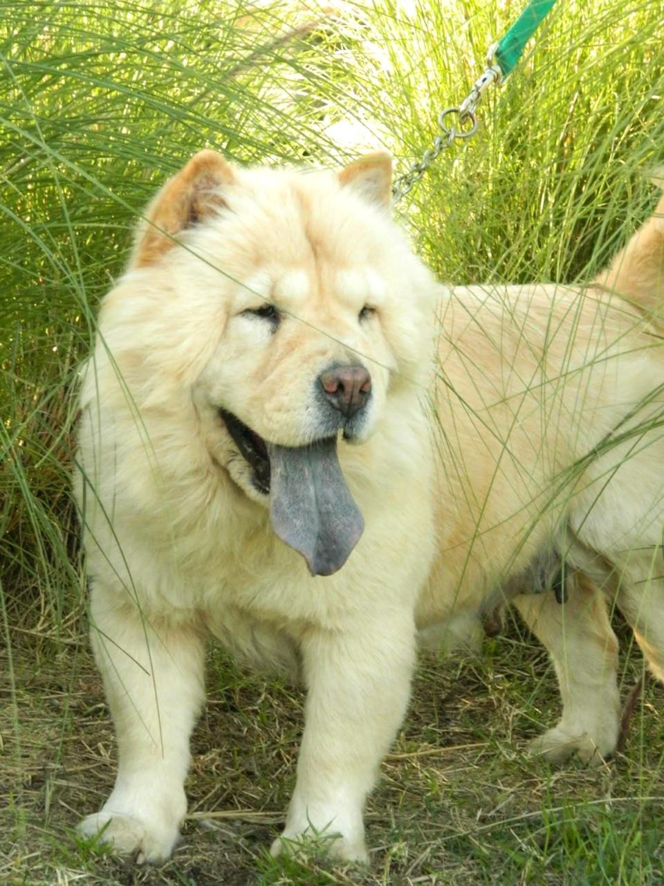 Koo Kio