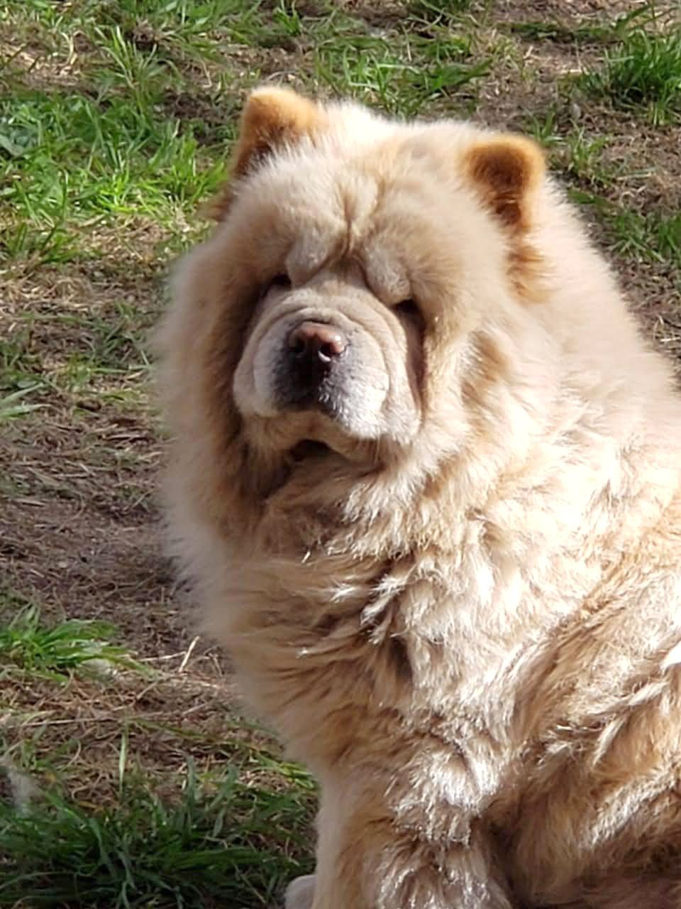 Koo Kio