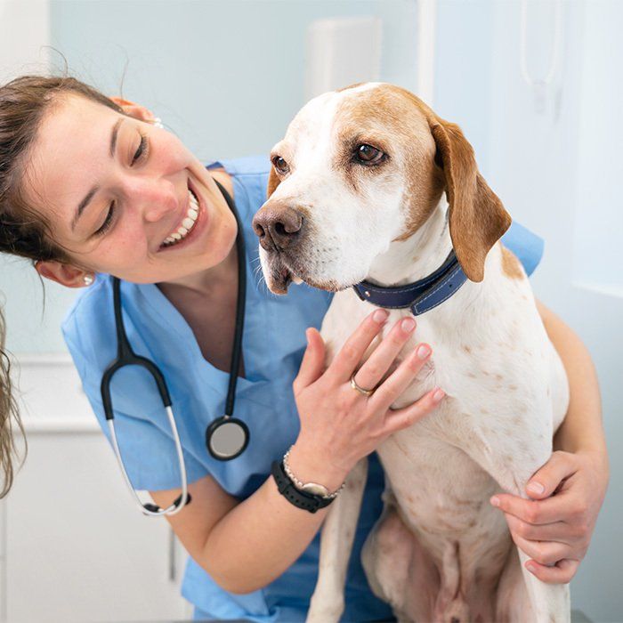 Cute Dog And Veterinarian — Gretna, NE — Gretna Animal Hospital