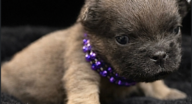 Tiny brown puppy wearing a purple beaded collar, lying on a dark surface.
