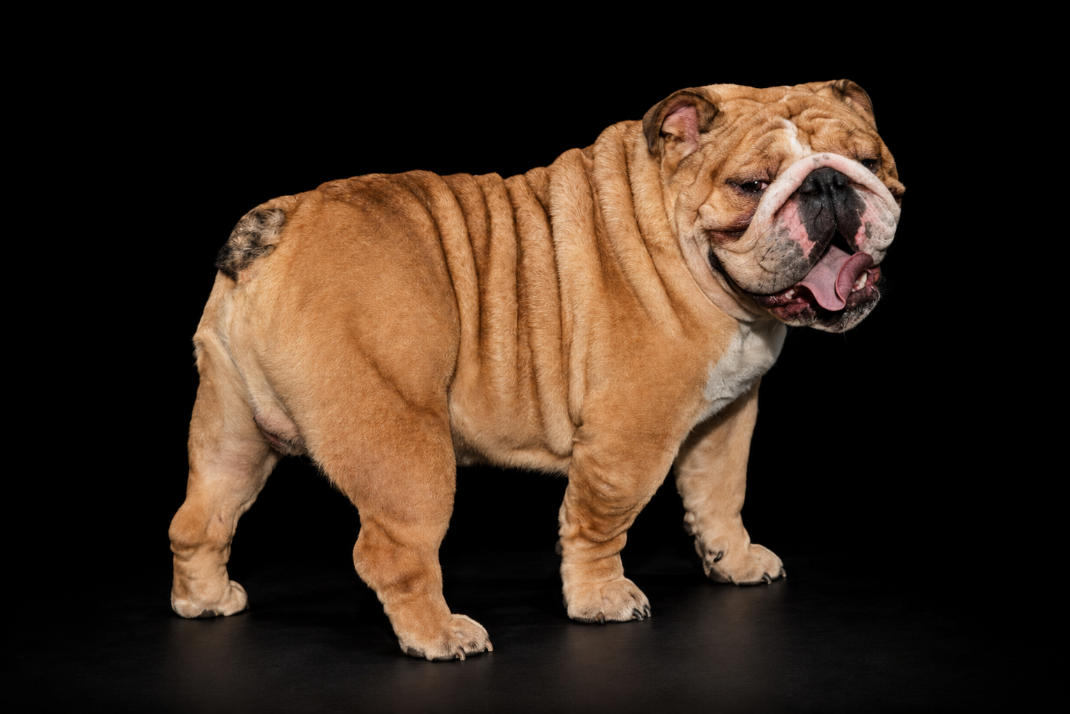 Bulldog standing on grass with mouth open and tongue out in a sunny outdoor setting