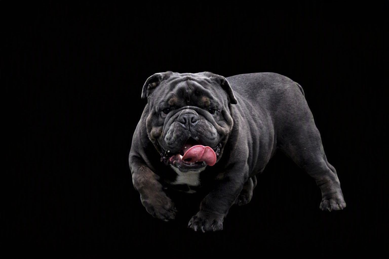 Black French bulldog with tongue out, looking at the camera against a blurred indoor background