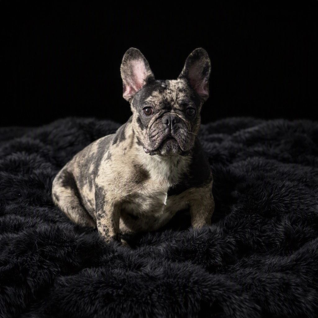 Brindle French bulldog named Knox with paw-print hearts on a dark background