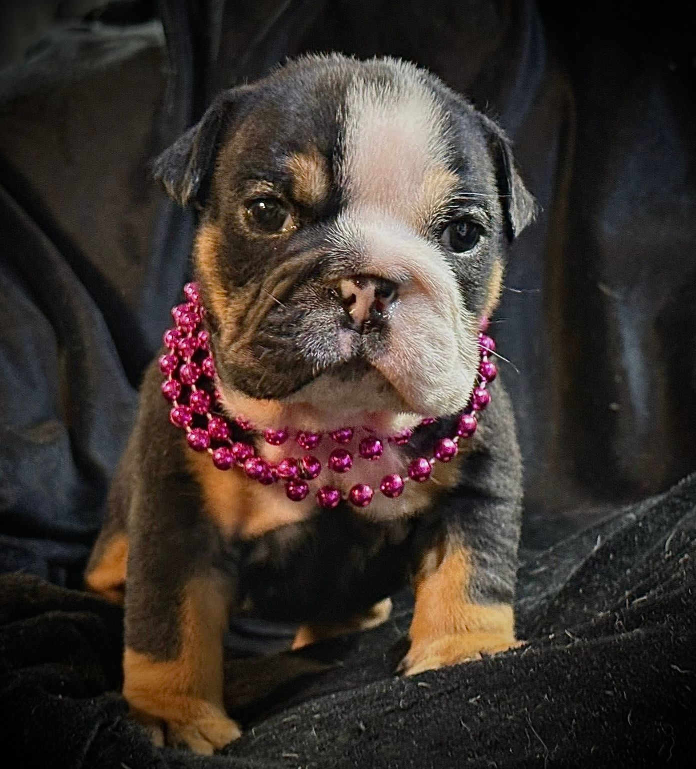 Black French bulldog wearing a colorful flower lei and standing on a wet floor, looking up.