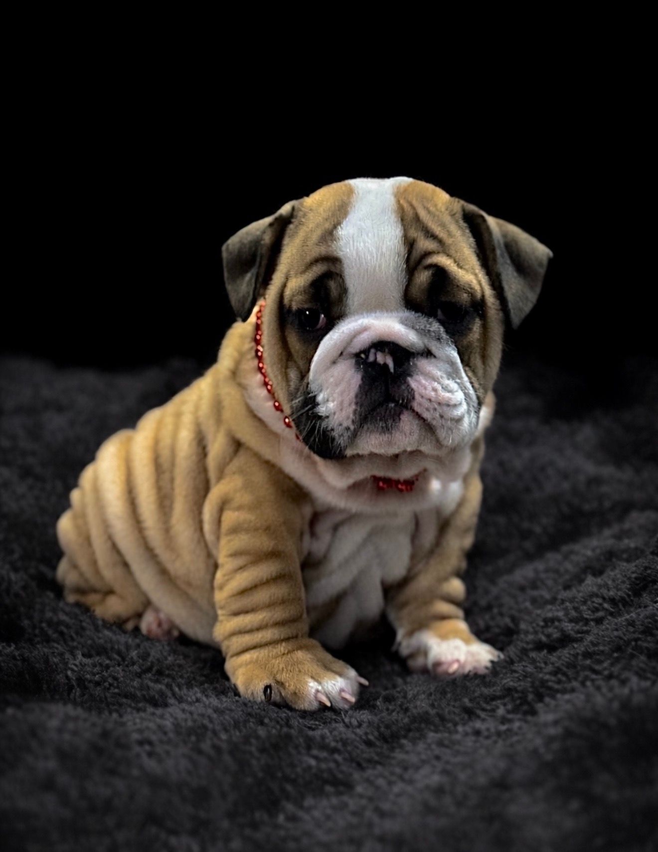 Brown-and-white bulldog on a leash standing in shallow muddy water at the beach