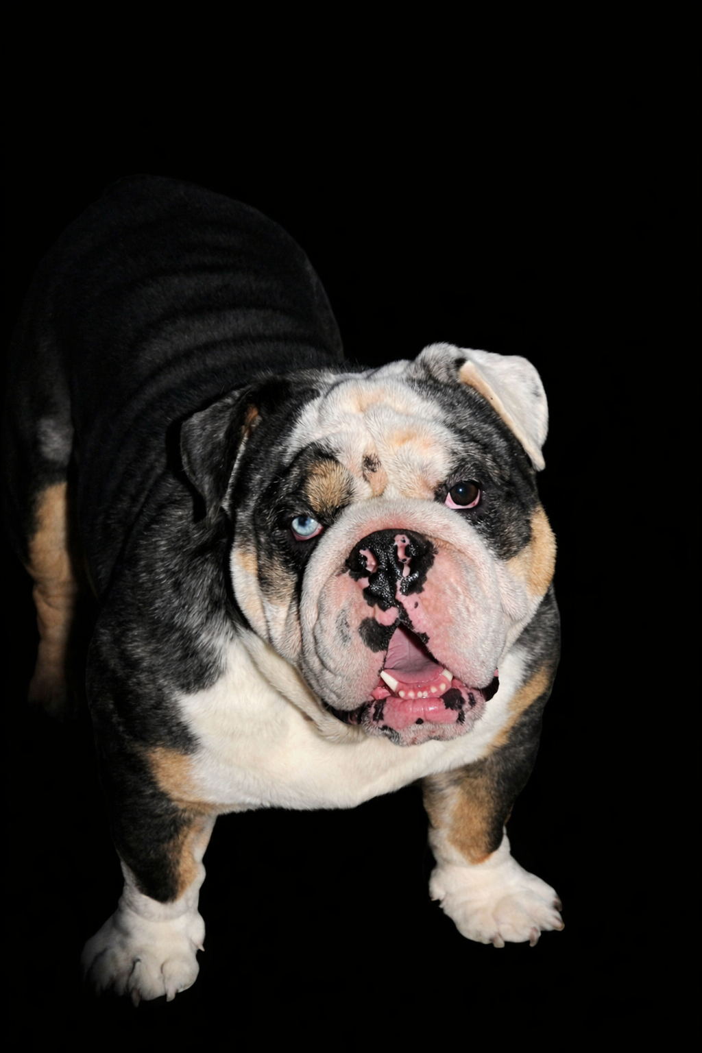Sleepy merle bulldog puppy with red beads resting on a dark blanket
