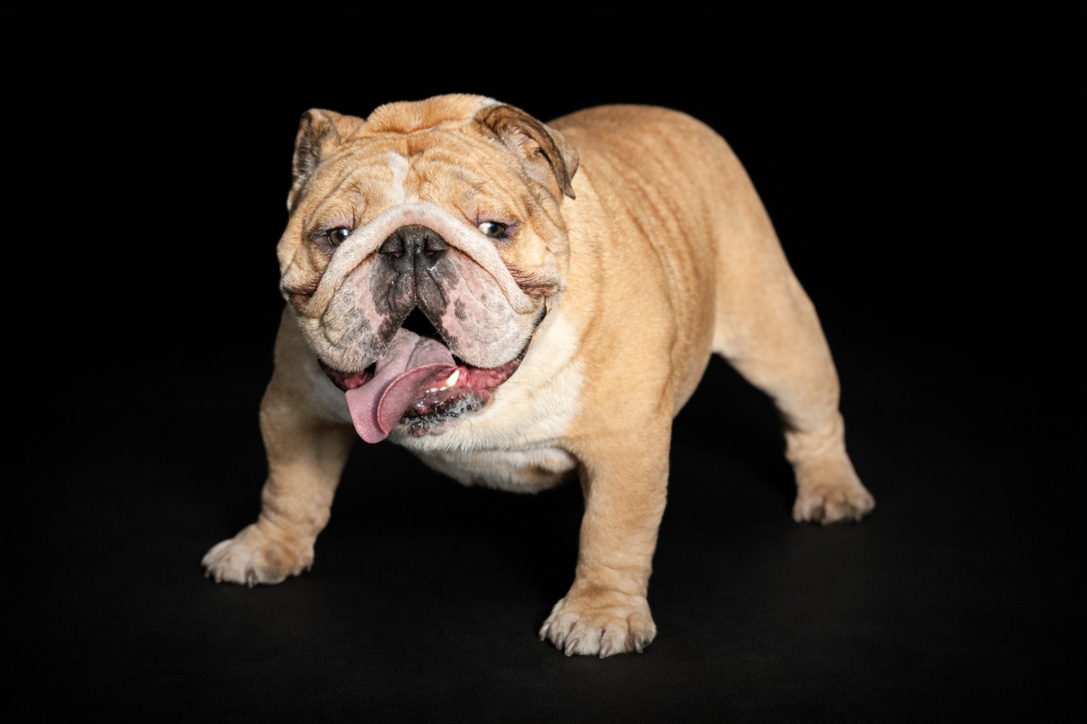 Brindle French bulldog wearing red beads, sitting by a glowing fireplace with tongue out