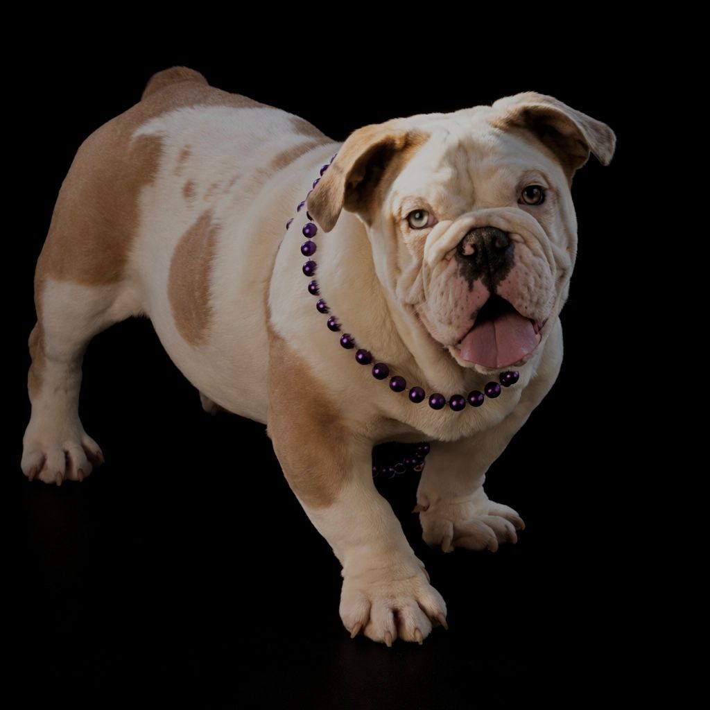 Black-and-white bulldog puppy wearing purple beads on a dark blanket