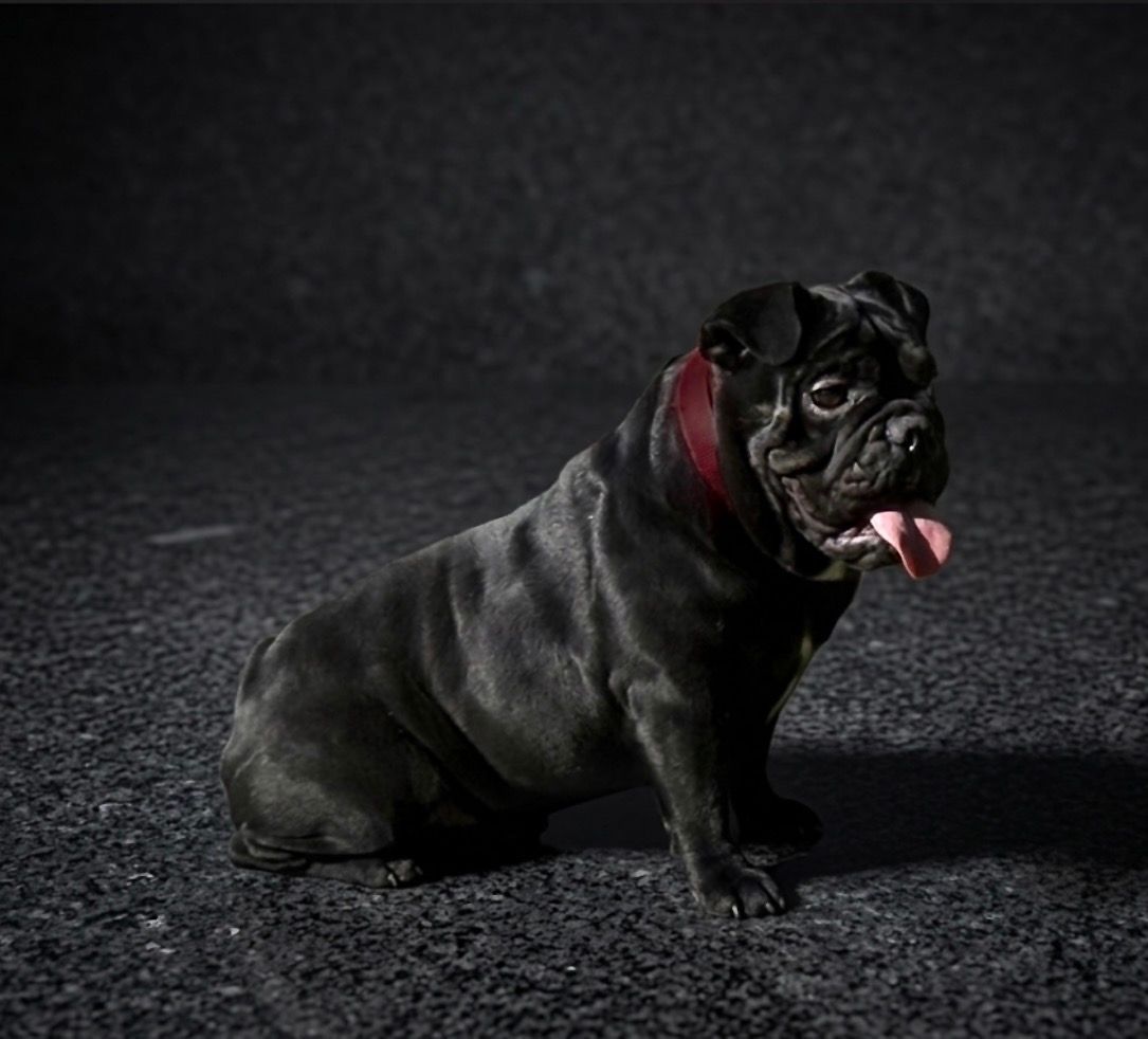 French bulldog in a red sweater sniffing a treat held by a child