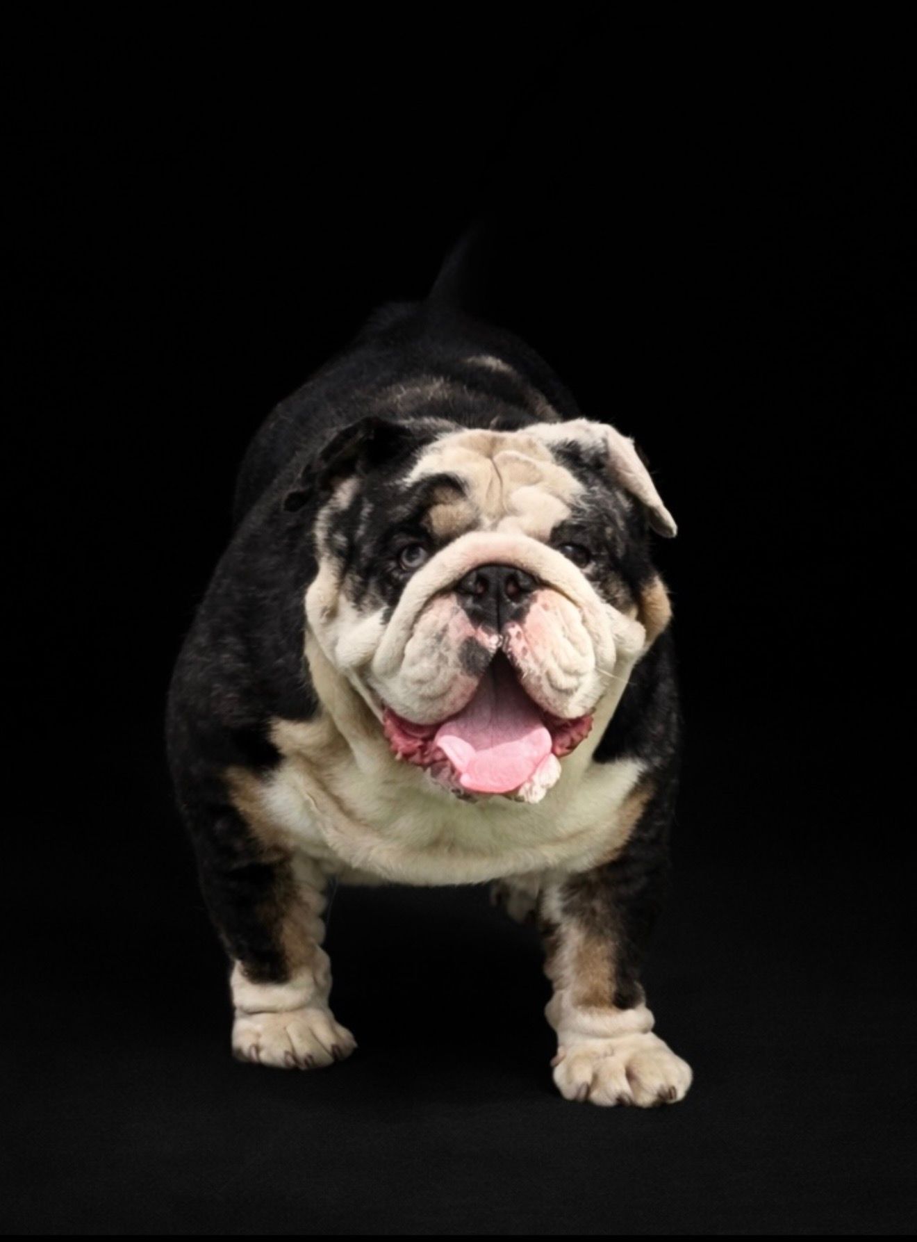 Tan French bulldog wearing a red beaded necklace against a black draped background