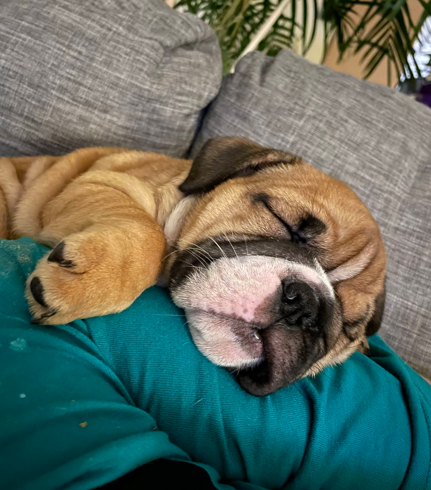 Sleeping tan pug curled up on a teal blanket on a gray couch
