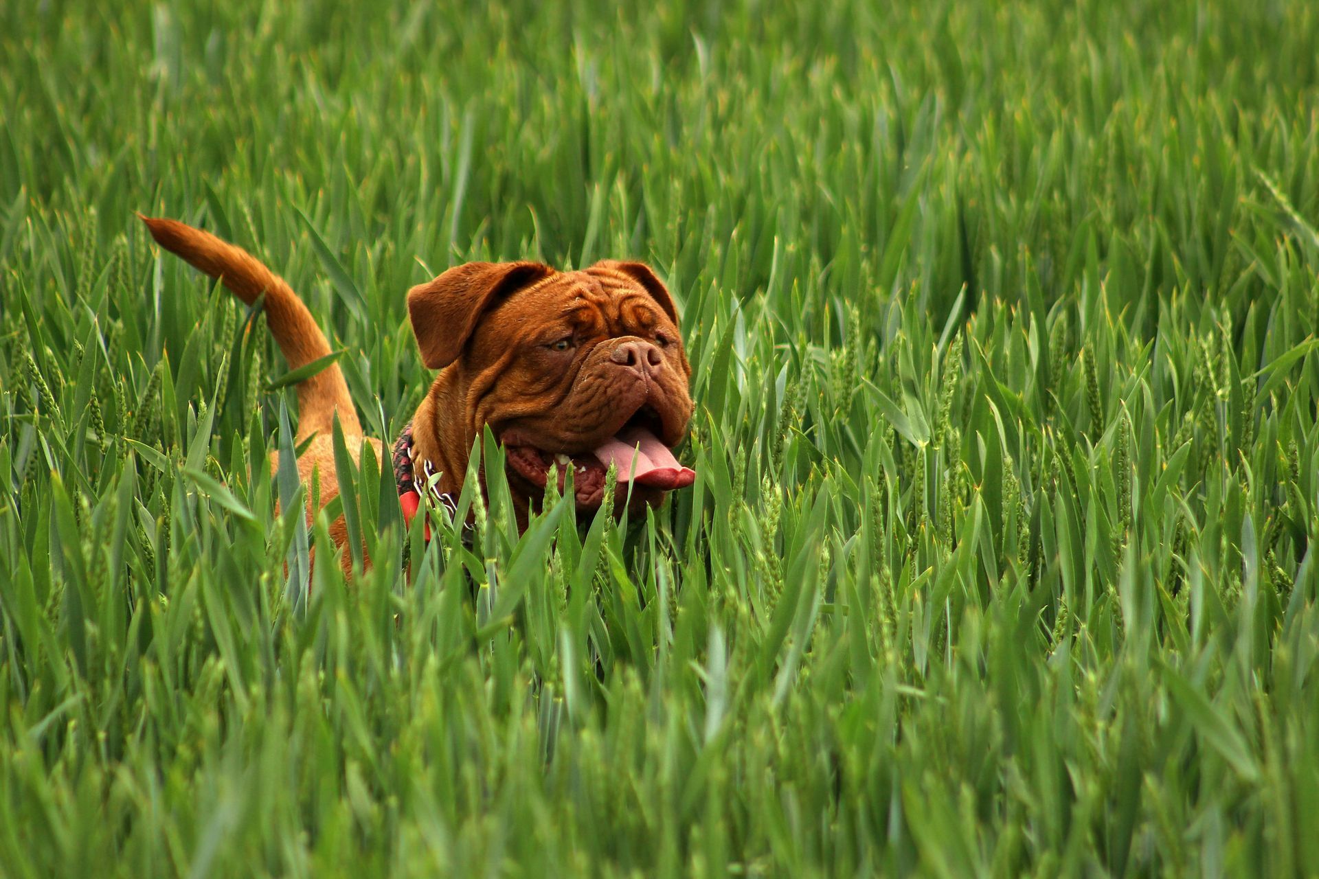 Brown dog walking through tall green grass with tongue out