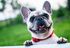French bulldog with a red collar peeking over a white ledge, smiling in a grassy field
