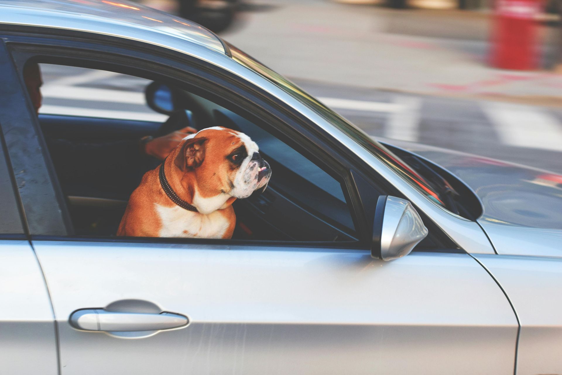 Brown-and-white dog looking out the open window of a silver car in motion