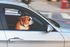 Brown-and-white dog looking out the open window of a silver car in motion
