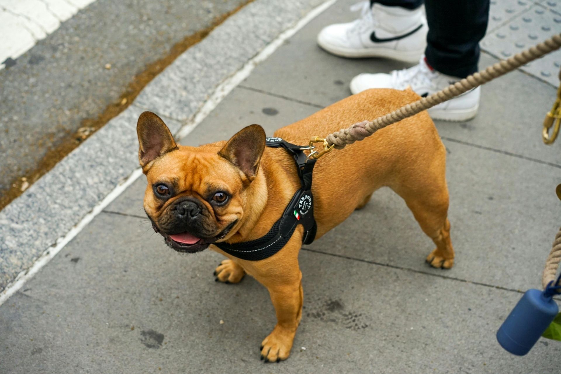 Brown French bulldog on a leash standing on a city sidewalk, looking at the camera.
