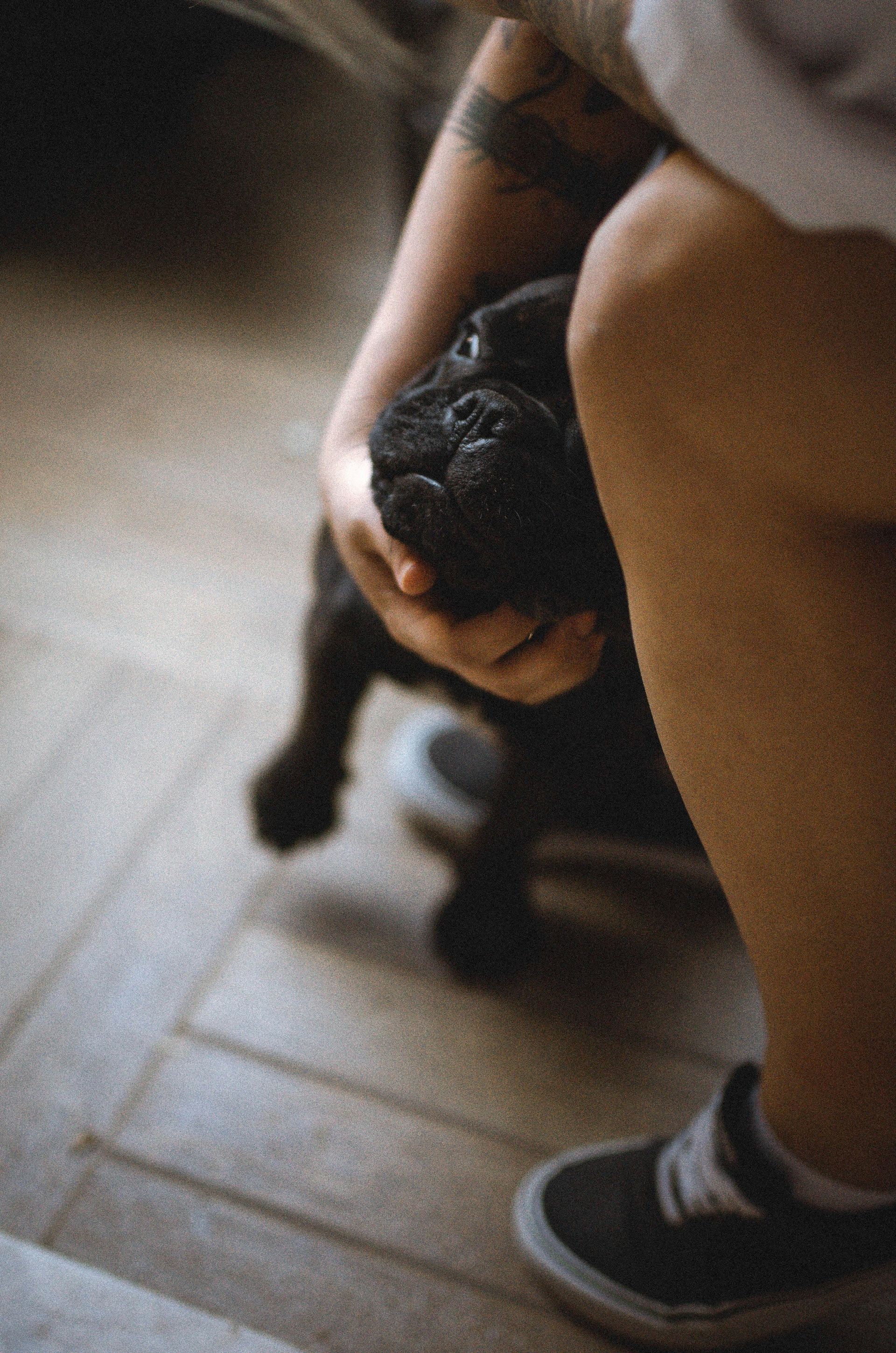 Person petting a black dog indoors beside their legs and sneakers